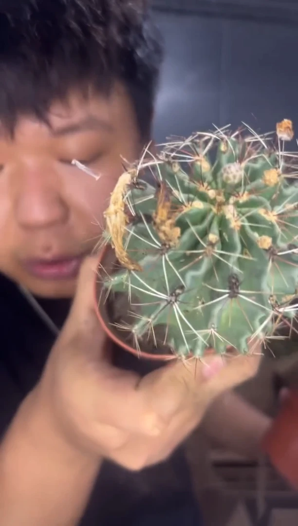 3颗 实生根 变色 龙王