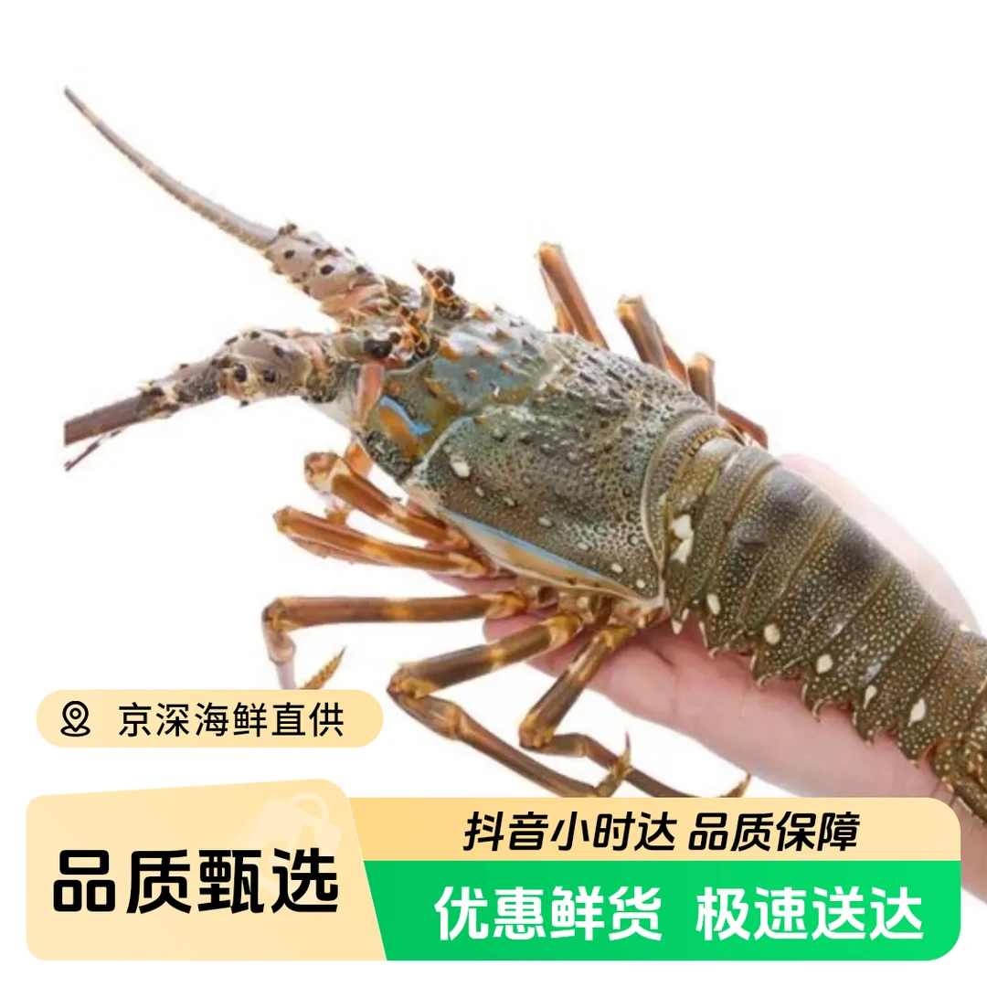 进口鲜活青龙仔，加购物车可选规格