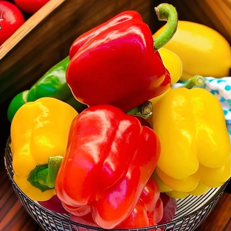 新鲜水果彩椒红色甜椒黄色甜椒双色彩椒生吃蔬菜水果现摘现发