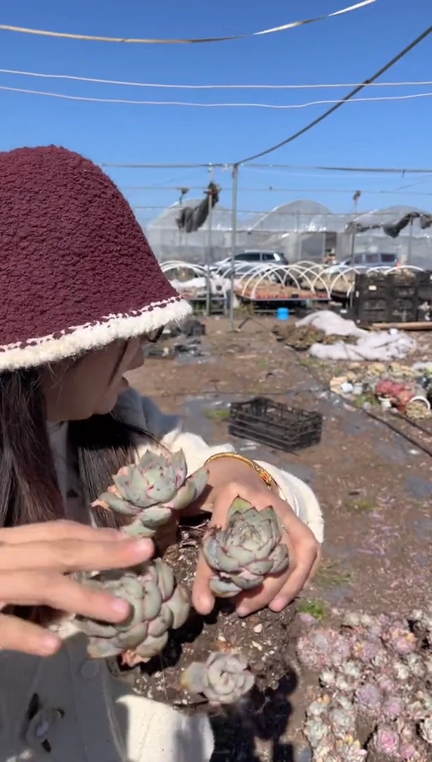 【闪购商品】13-三头起白赫拉3