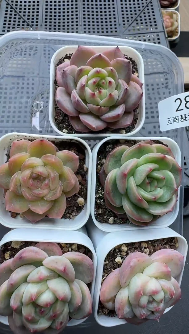 珍妮杂交多肉多肉28