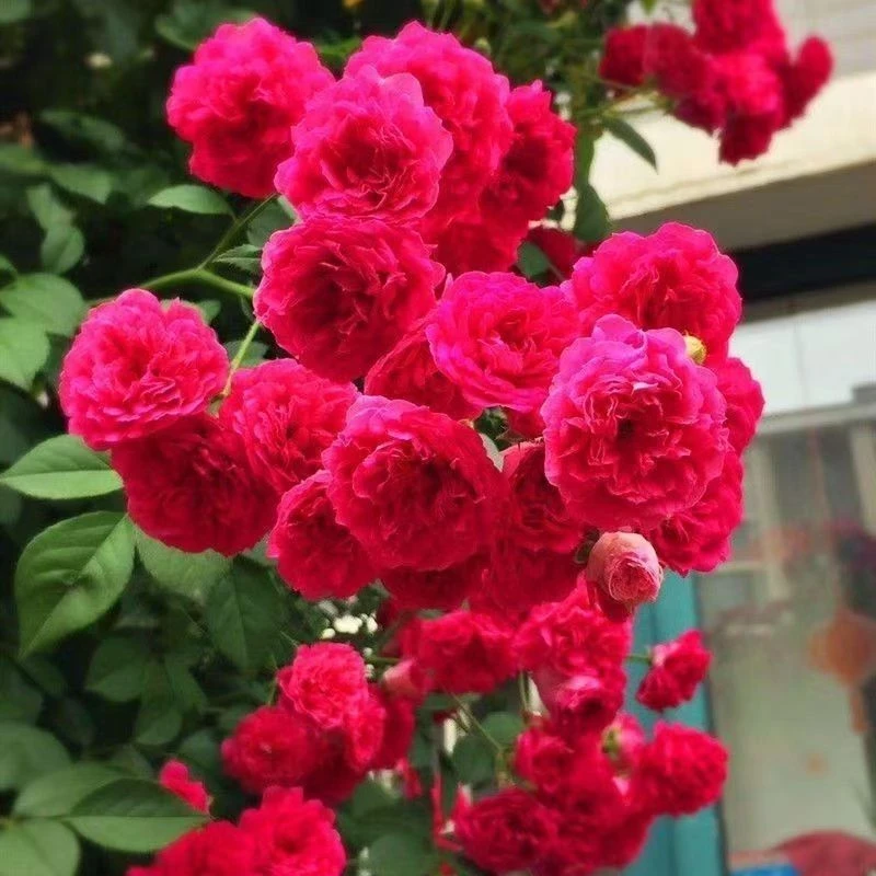 正宗红木香小苗盆栽庭院黄木香花苗花爬墙浓香花卉地栽蔷薇植物