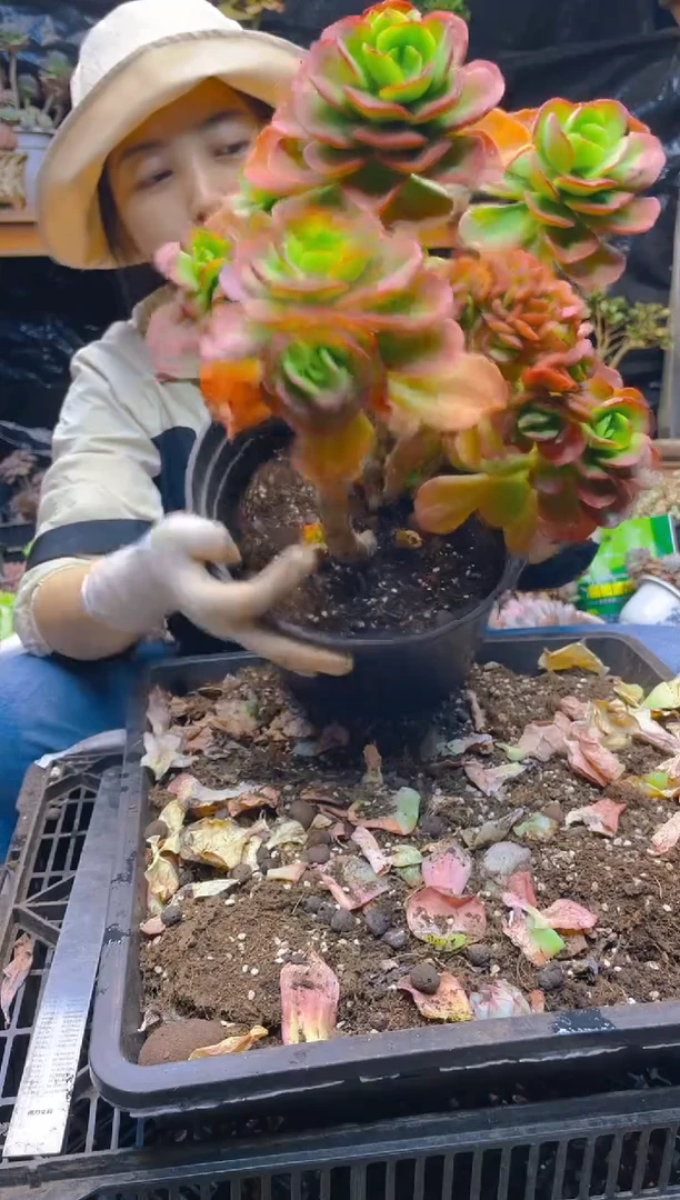 【闪购商品】5号赫拉