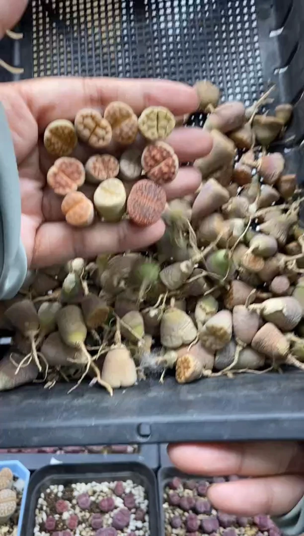 0218开播福利一物一拍