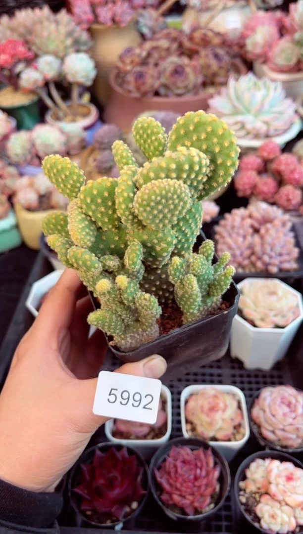 【闪购商品】5992黄毛掌多肉