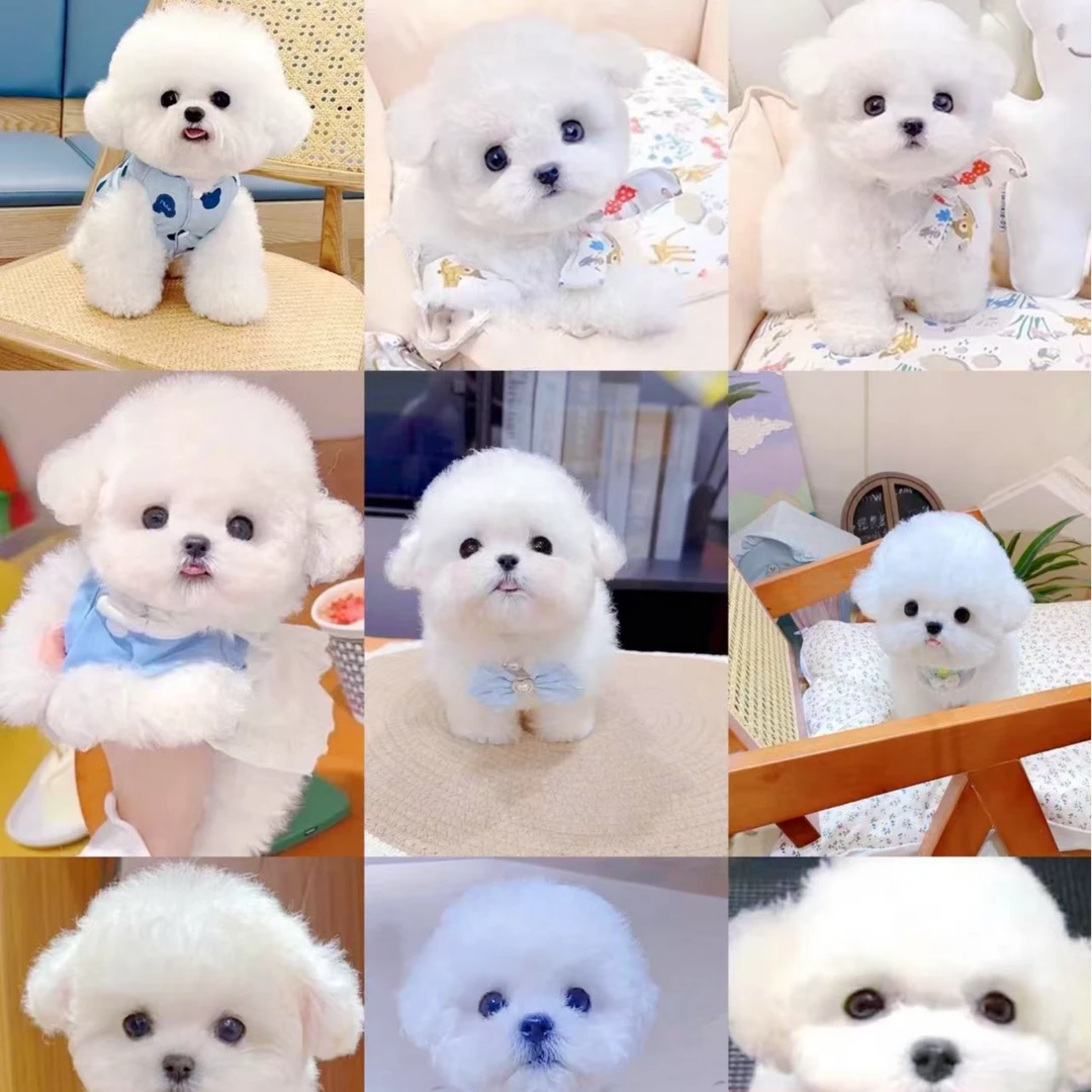 爱宠哥韩版小体比熊活体保健康！