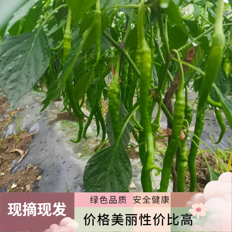 贵州新鲜青辣椒线椒新鲜蔬菜二荆条尖椒香辣长款辣椒开胃下饭
