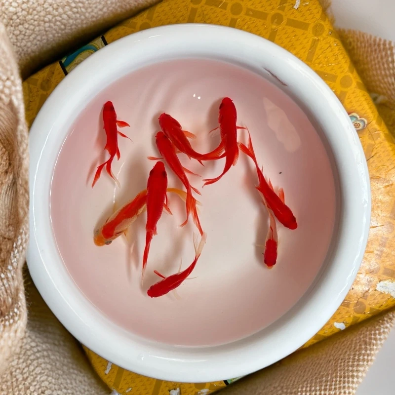 （情未了）精品红草红白草金观赏鱼冷水鱼耐活好养包邮包损