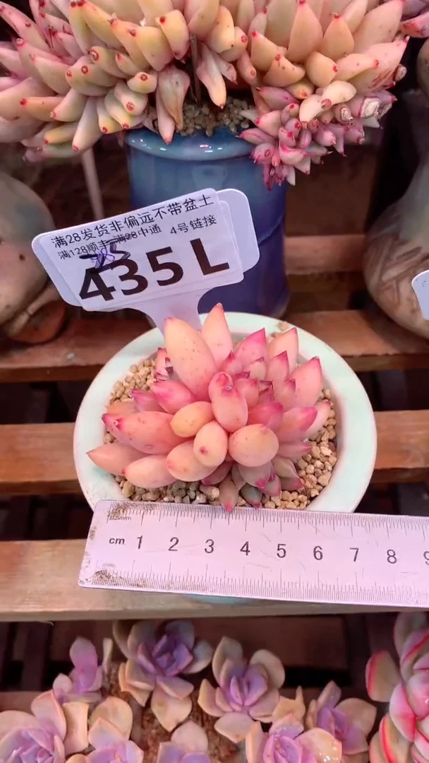 435L（一物一拍，精品多肉，所见即所得 ）