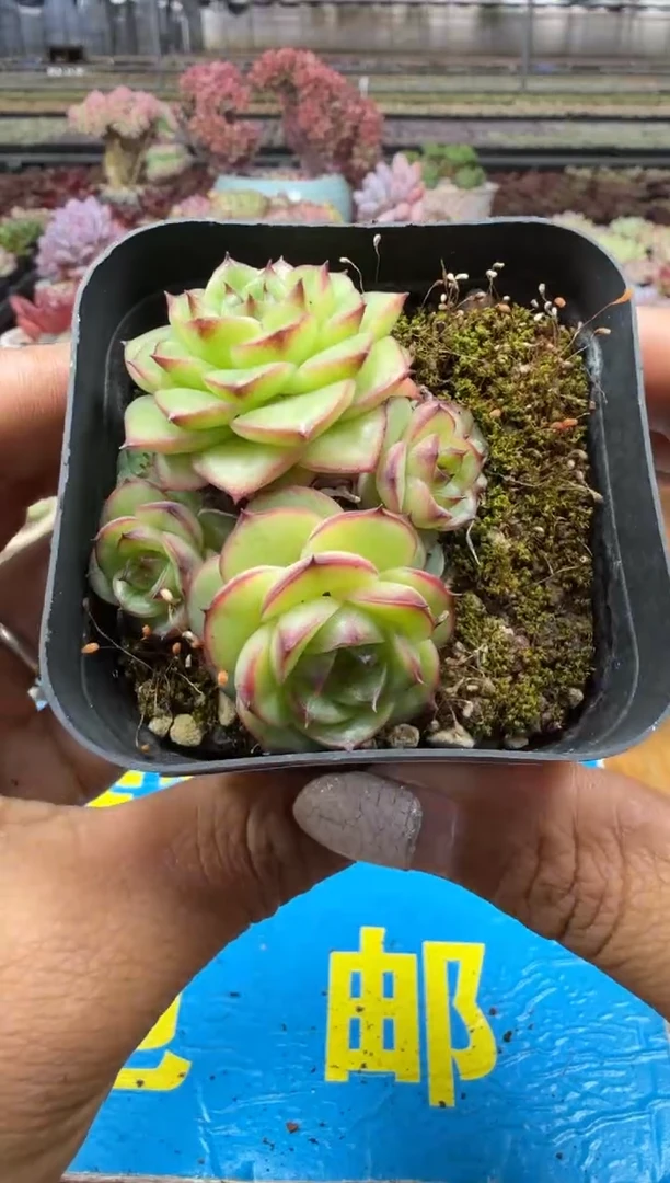 东云多肉园二店-454