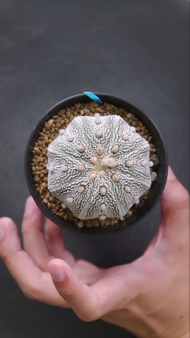 无花朵7公分奇迹兜