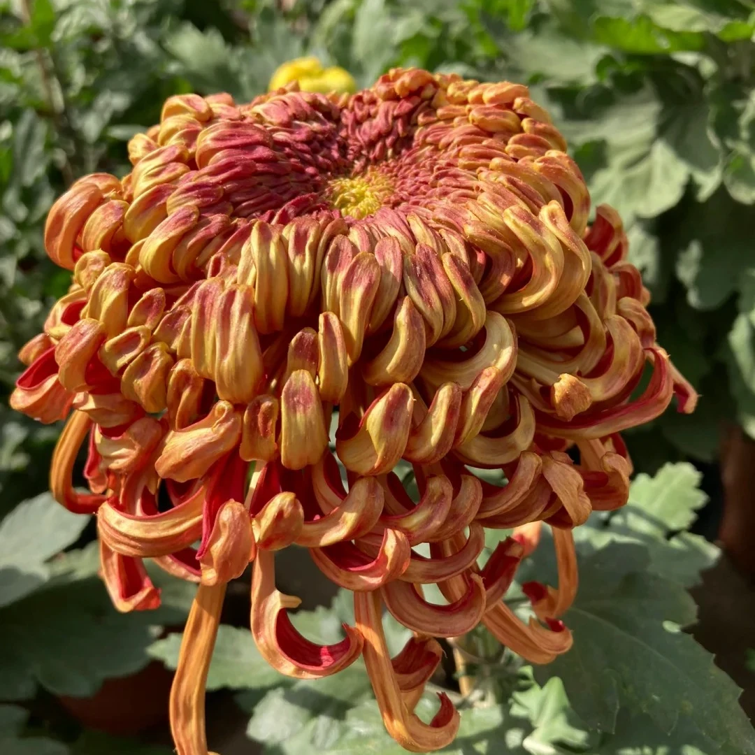 【莽龙袍】菊花（盆栽）原盆发货（盆坏不赔
