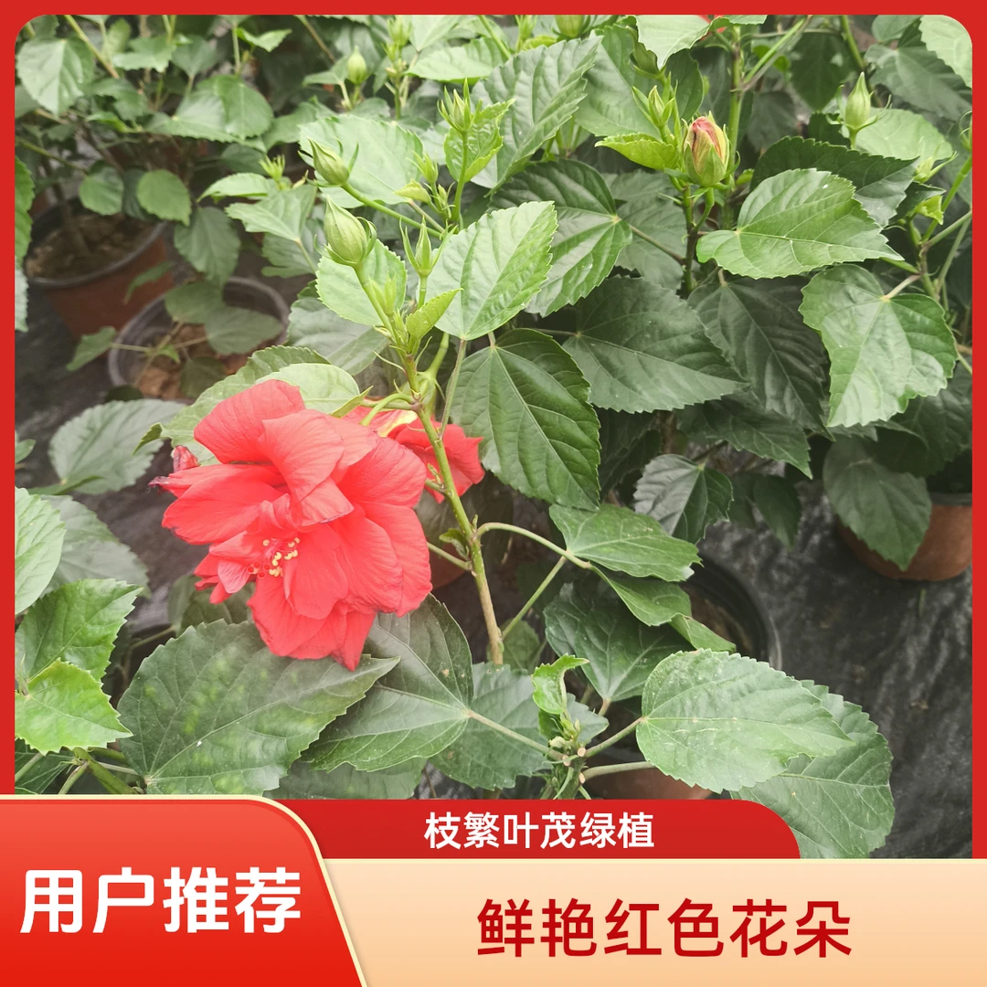 芙蓉牡丹盆栽四季开花耐热耐寒好养带花苞室内花卉
