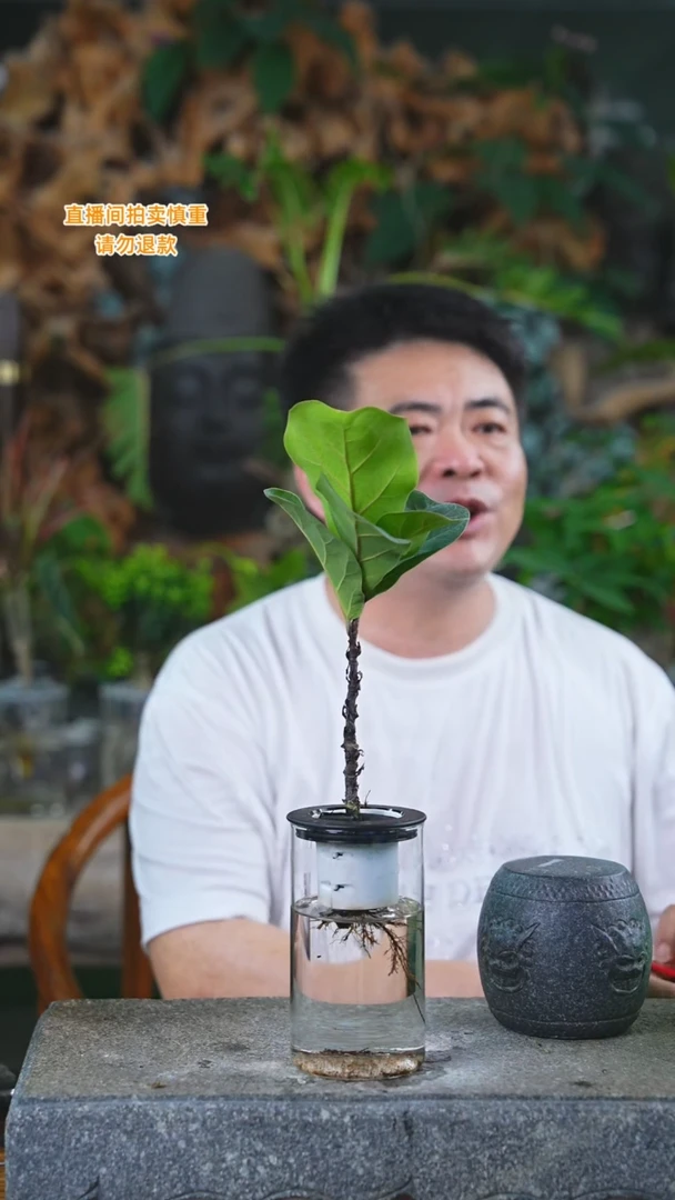 当前无花栽培后可以开花琴叶榕127