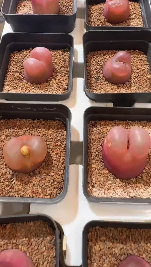 134多肉植物肉锥一颗