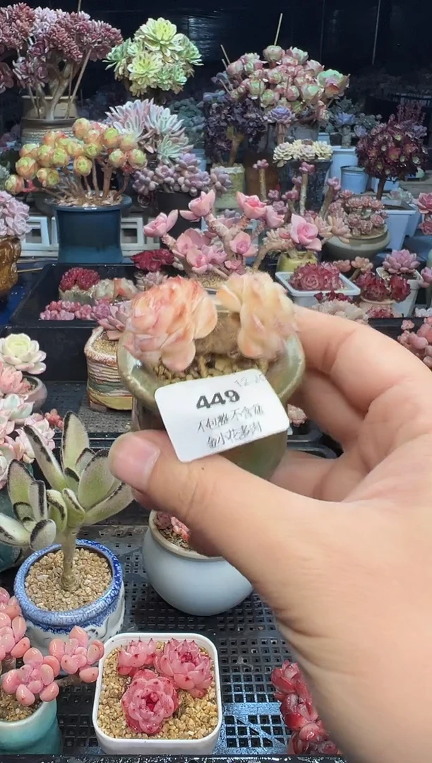 【闪购商品】449不带盆