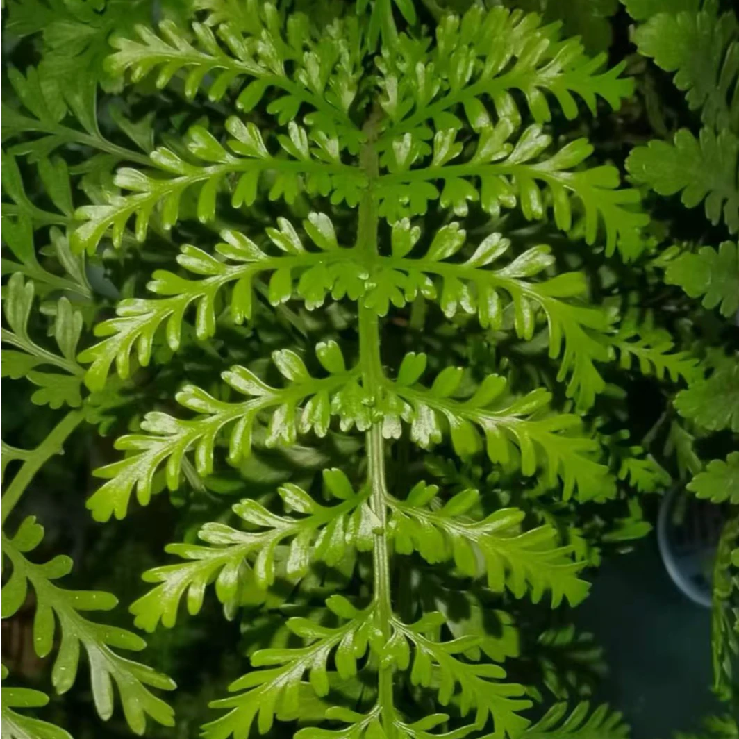 圻蕊花舍吉姆宝石蕨迷你小盆栽办公室阳台室内桌面花卉绿植