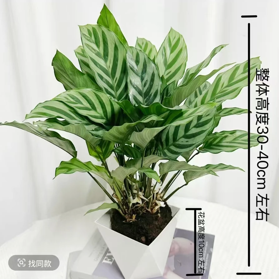 【竹芋-翠叶】钻石盆室内观叶懒人盆栽土培水培办公室内桌面绿植