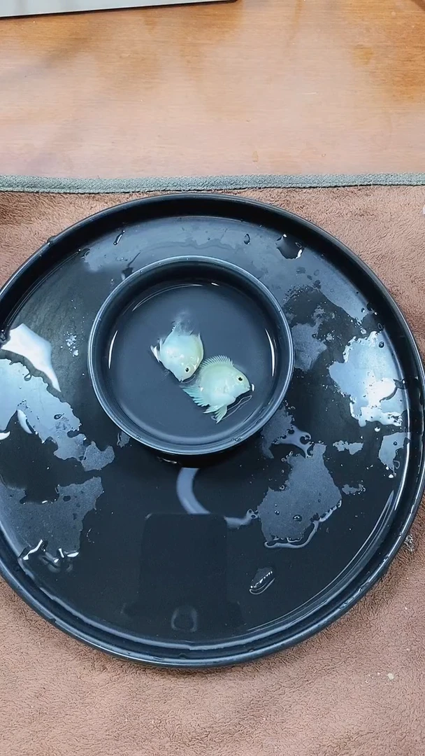 海水鱼54545545222