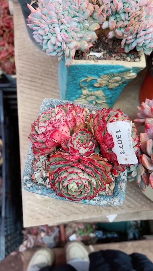 【闪购商品】13073