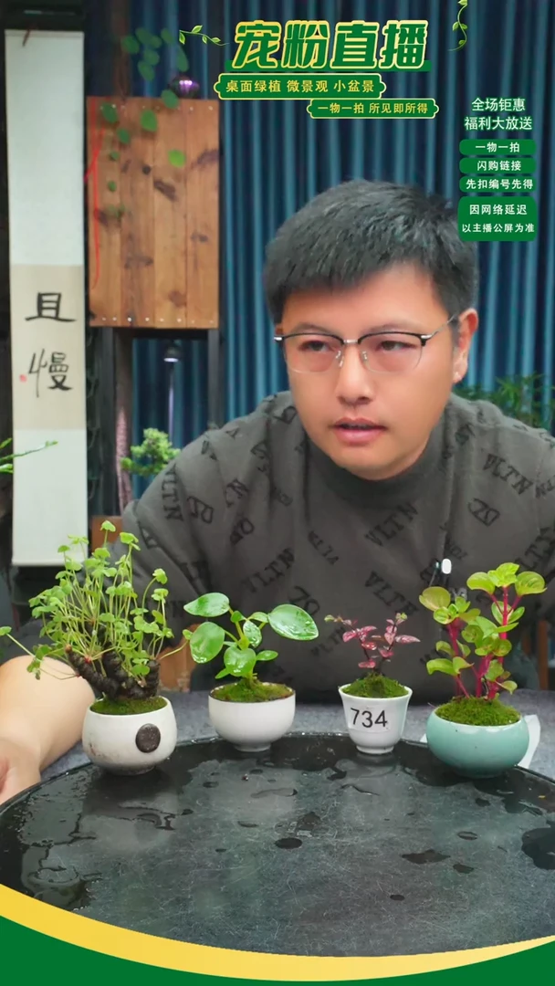 无花朵小*宝苔藓微景观734号