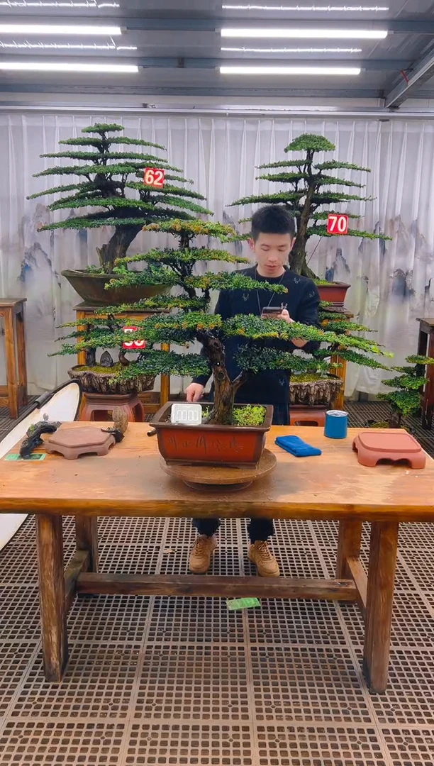无花朵精品盆景直播间一物一拍