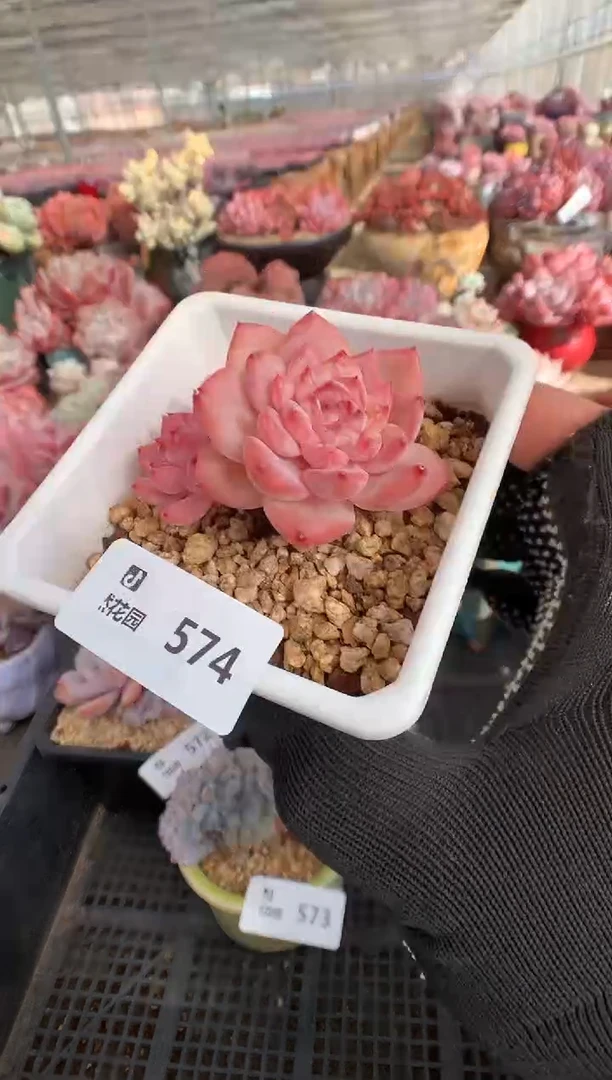 574冰魄一物一拍888