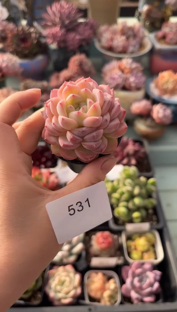 531单头个体多肉