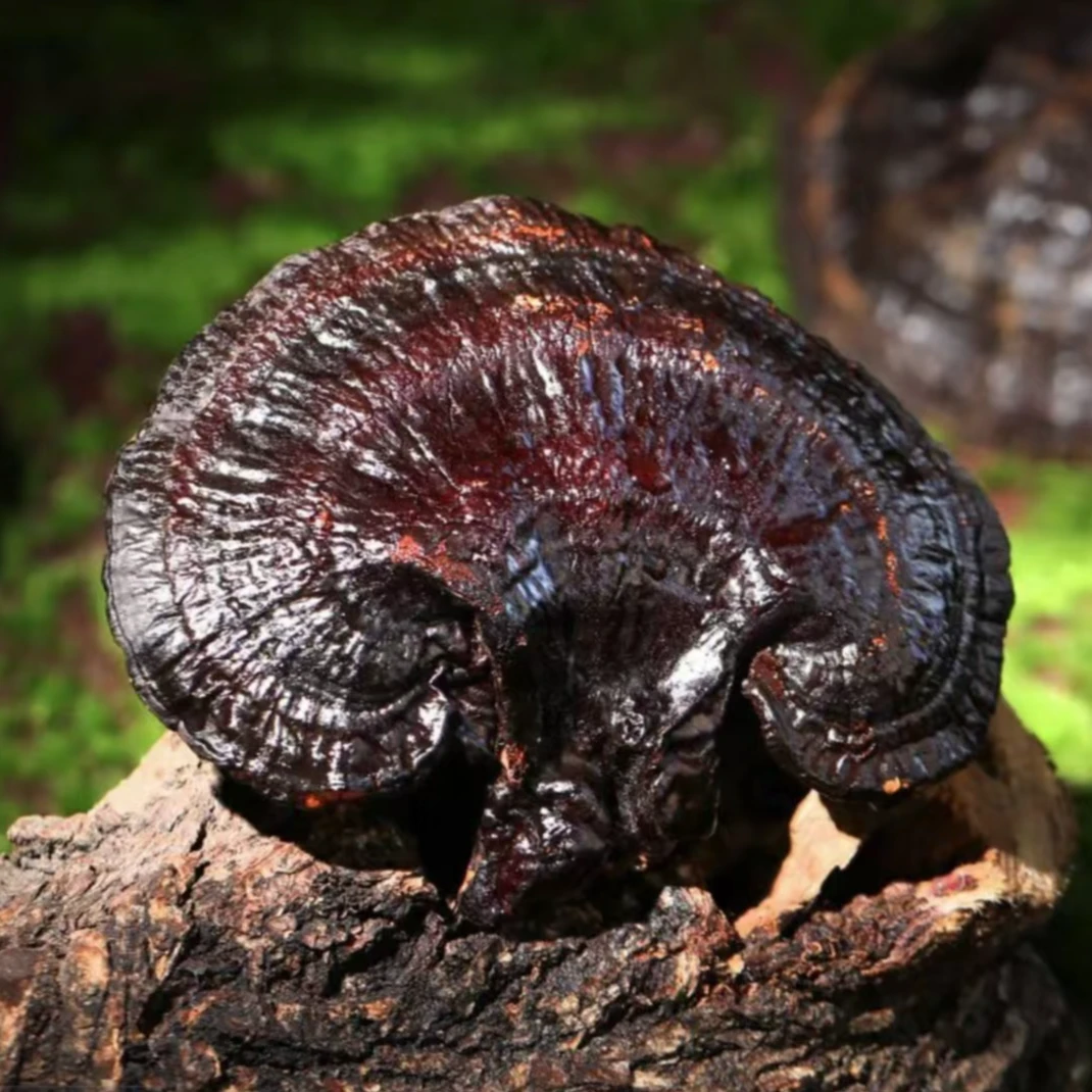 精选特产无柄黑灵芝