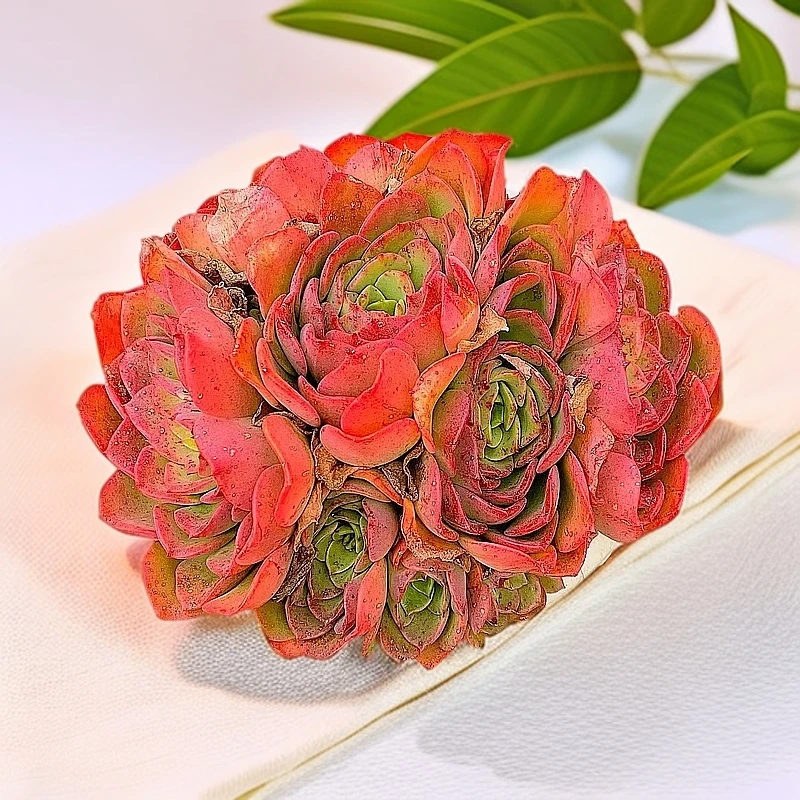 12#高贵  带盆发货  红色 多肉植物【满15包邮】 以直播实物为