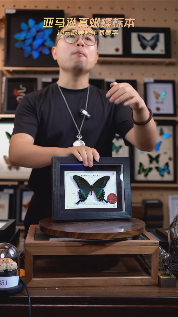 绿带翠凤蝶夏型8寸黑框国风版