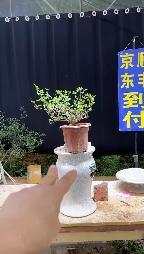 全部花朵明****好海岛栀子花