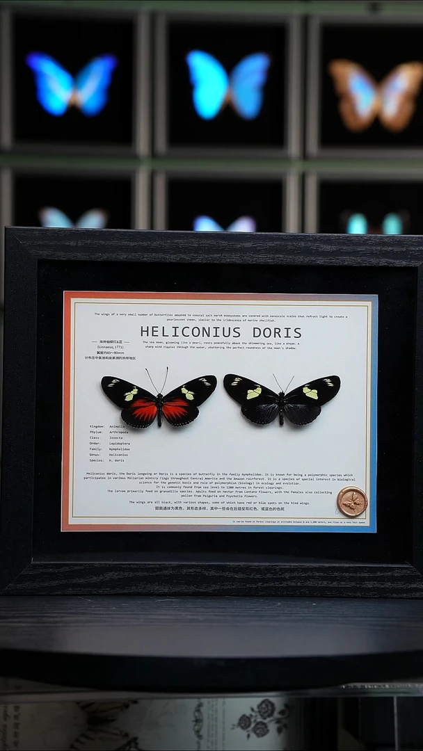 海神袖红蓝一对10寸横框