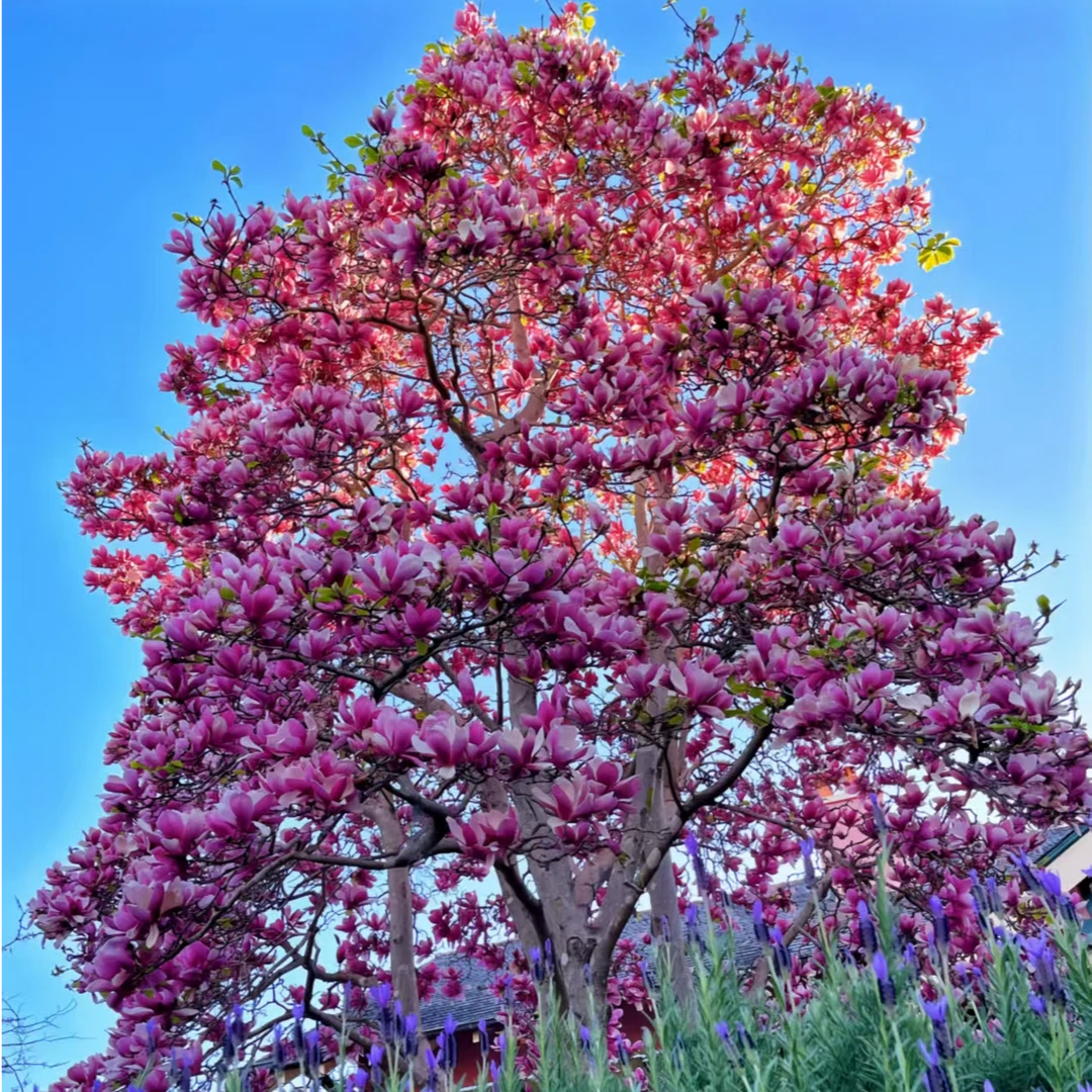 10公分 四季开兰花 多颜色可选 南北方均可种植