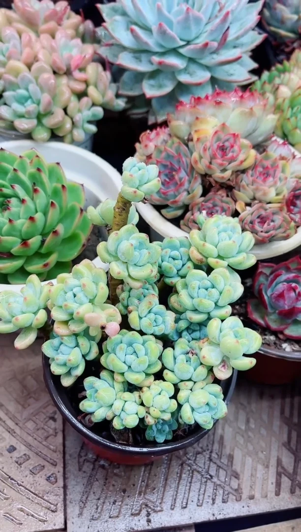 31005多肉植物一物一拍