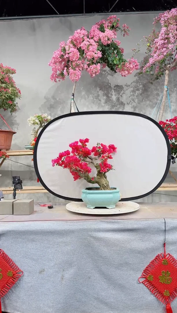 【闪购商品】盆景同安红