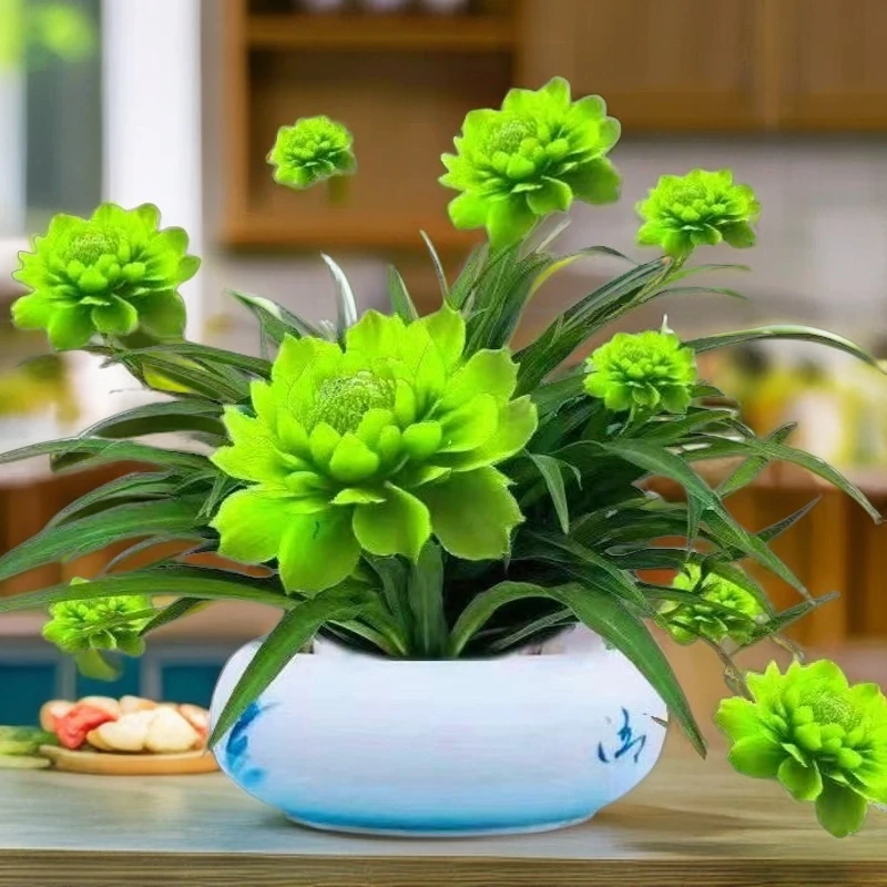 月光兰种球兰好养浓香型种植耐热水培月光水土耐旱浓香四季养花卉