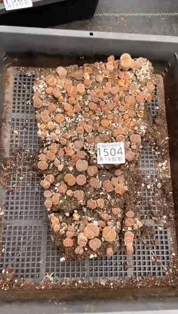 1504特价菊半框有疤瑕疵带土不带盆发货