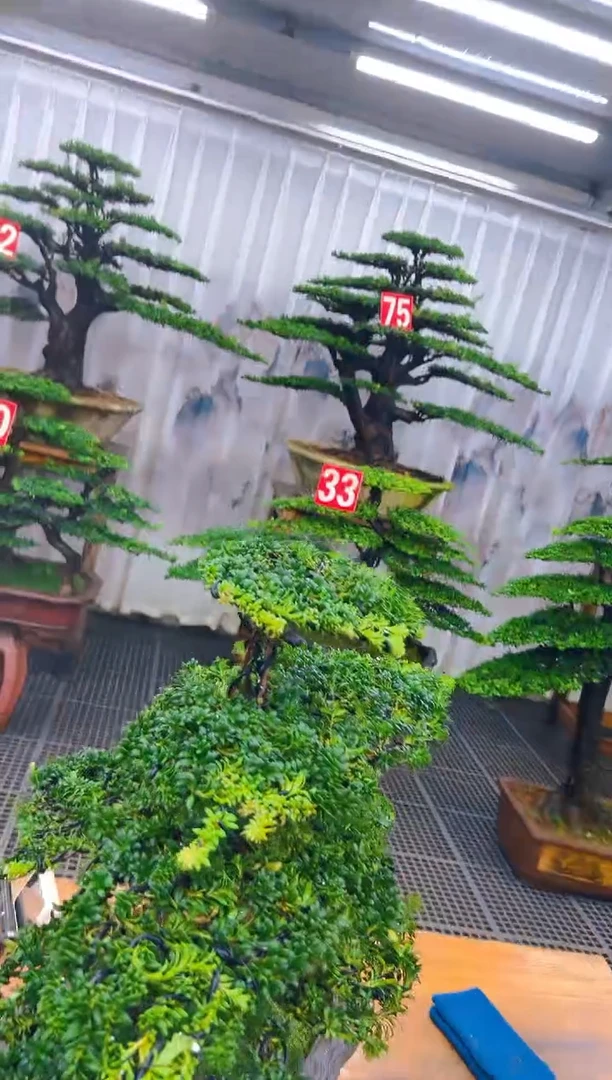 无花朵大*精品盆景直播间一物一拍