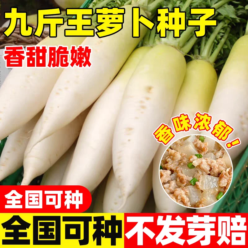 九斤王特大萝卜种子种籽秋季四季蔬菜孑子籽种白皮水果秋冬季白
