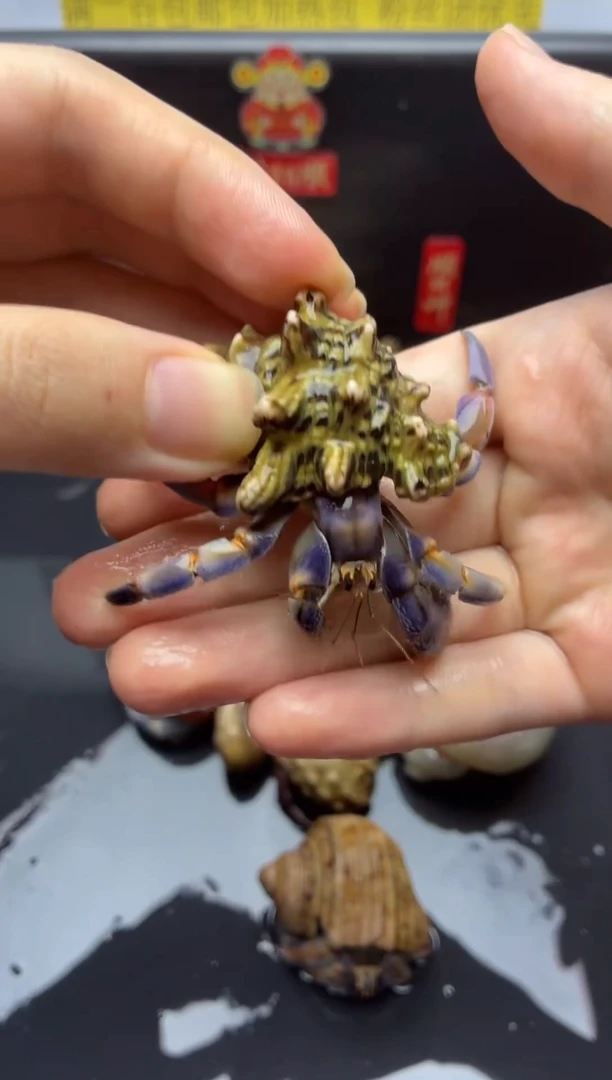 14号干净的紫陆寄居蟹，中号