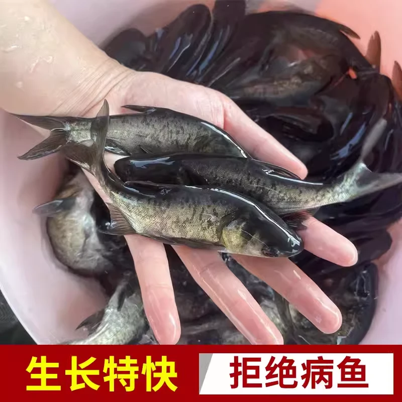 大头鱼胖头鱼冷水观赏鱼包邮广东惠州发货