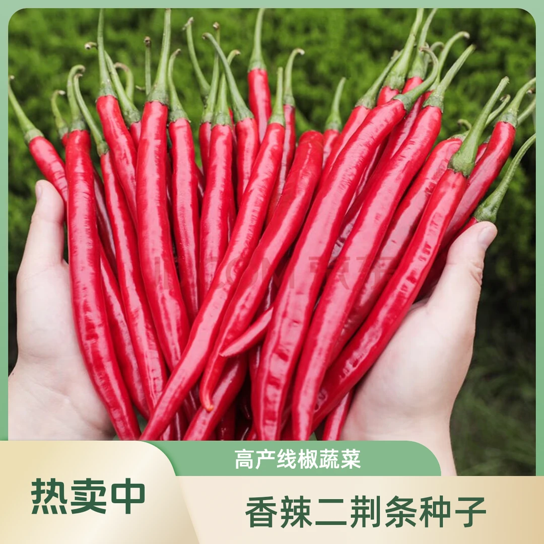 正宗香辣二荆条辣椒种子大全高产超长线椒四季蔬菜种子