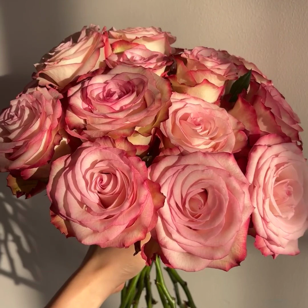 奈斯园艺 长岛冰茶 新品切花月季灌木直立大花玫瑰阳台盆栽花卉