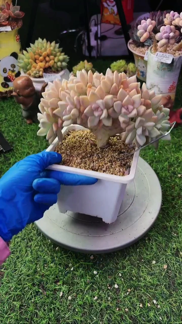 昆明印象多肉08978