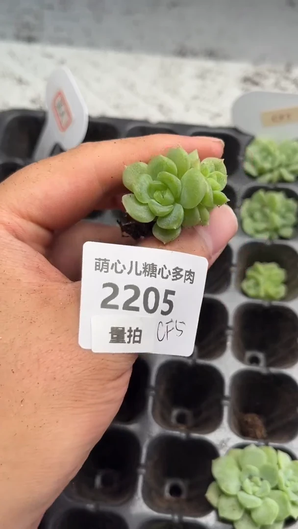 2205 CF5多肉植物量拍
