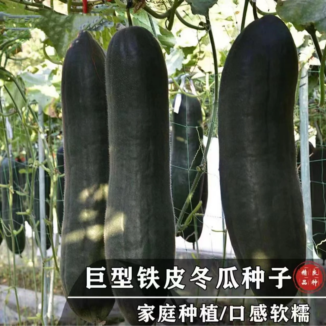 冬瓜种子特大巨型秋冬黑皮冬瓜种籽高产大冬瓜籽四季蔬菜种子种籽