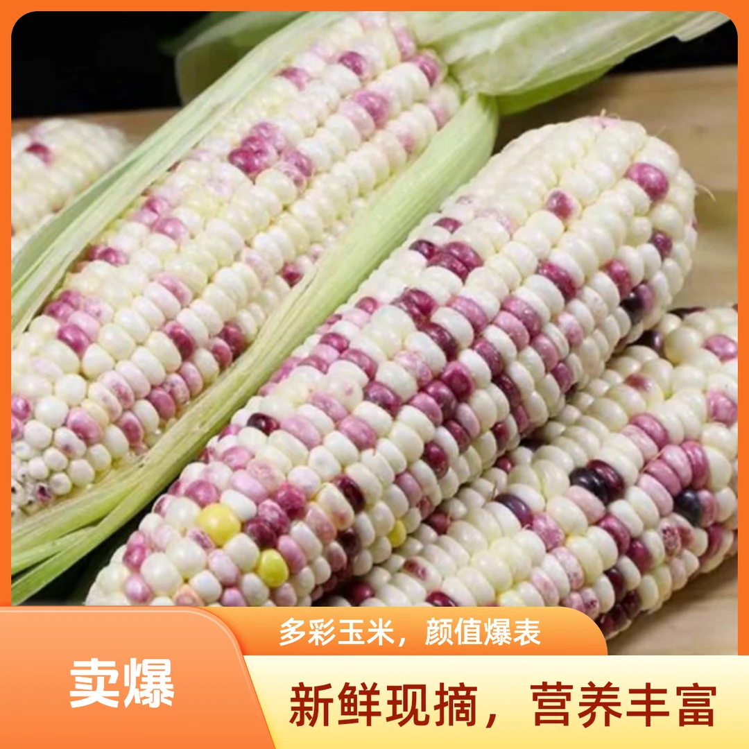 山东多彩玉米软糯香甜4-5斤山东省