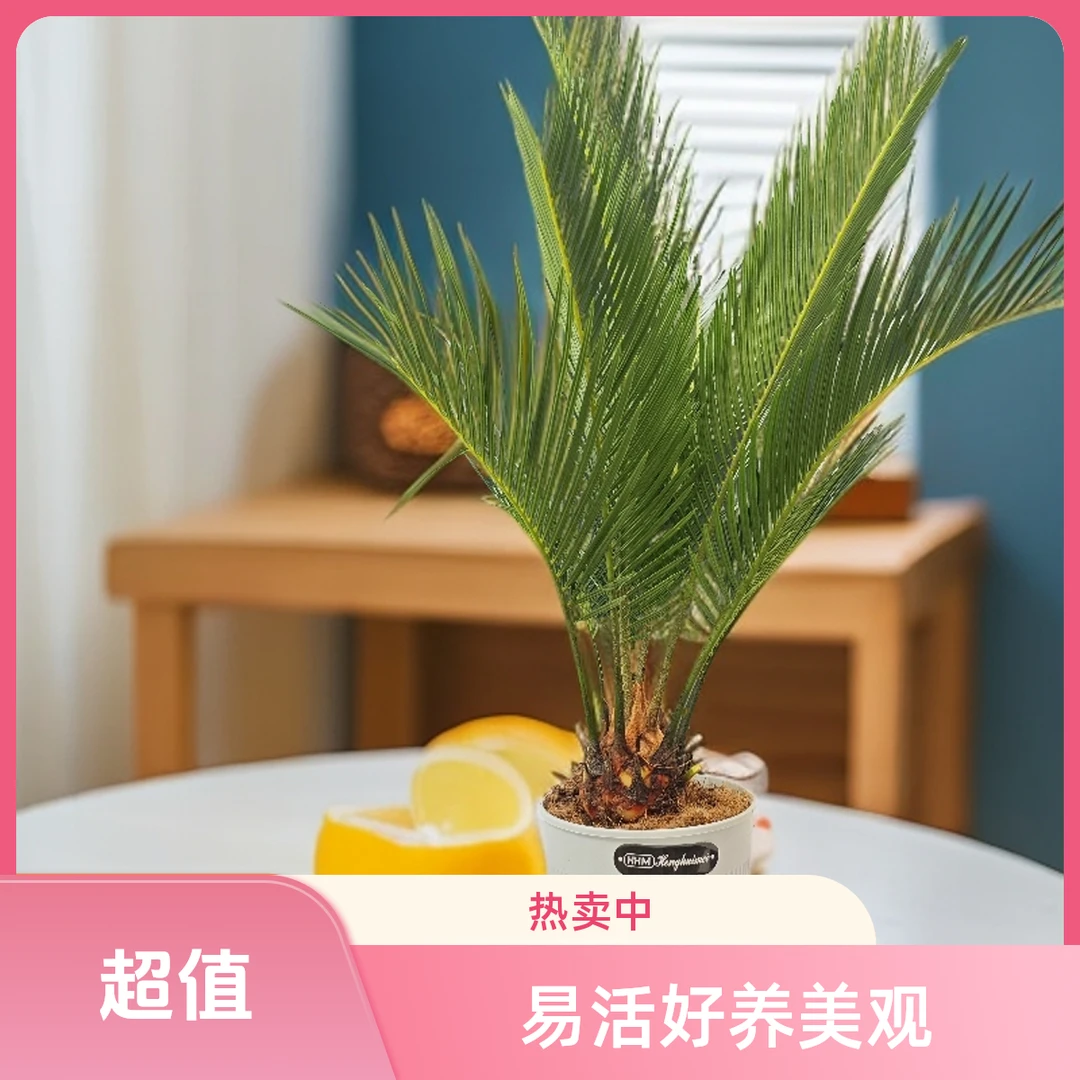 红头苏铁客厅小盆栽客厅绿植盆栽茶台花卉绿植盆栽室内植物带花盆