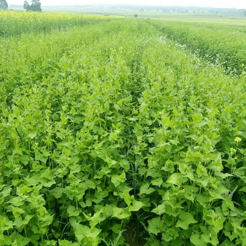 荞麦种子甜荞麦苦荞麦苦荞花荞红花荞种籽蜜源苗芽菜种子三角麦